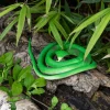 Cobra en Caoutchouc