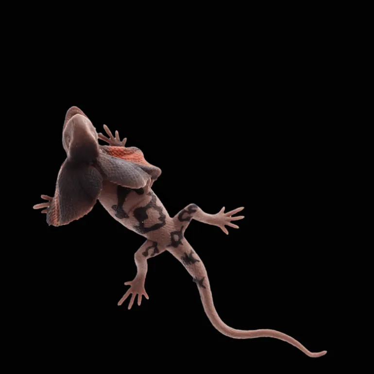 Jouet lézard réaliste à col volanté